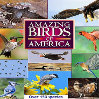 Bird Identification Software CD/DVD